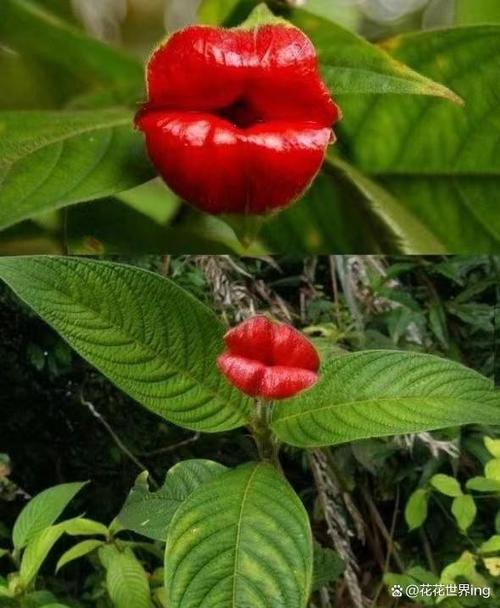 奇怪的植物