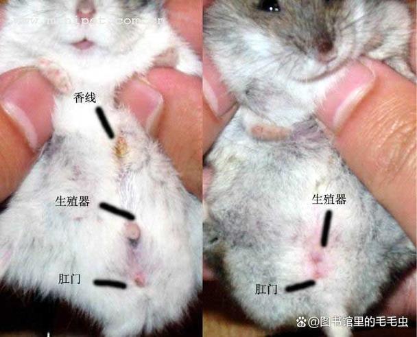 仓鼠死后会怨恨主人嘛