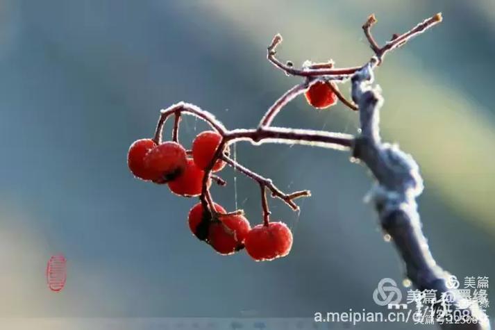 红果2023历史旧版大全