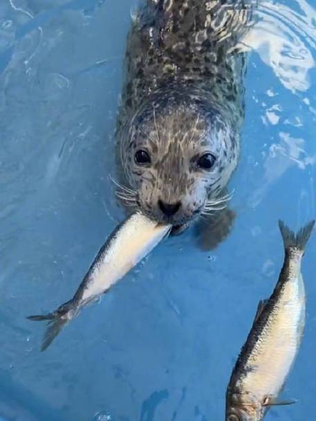 海豹视频搞笑视频