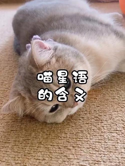喵语是什么意思