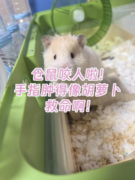 仓鼠总是咬人手指