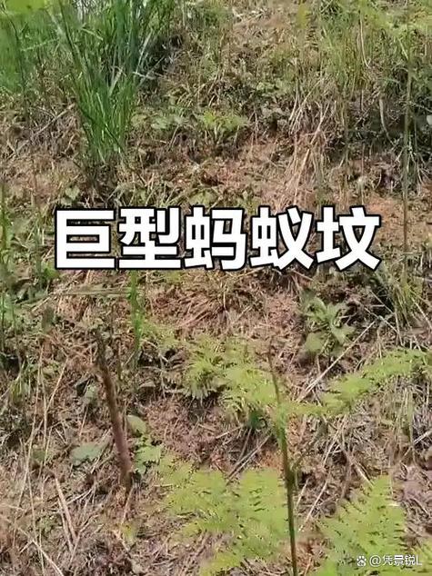 坟上有蚂蚁窝预示着什么