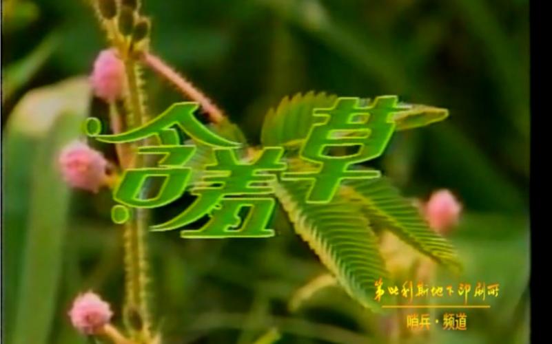电视剧 含羞草