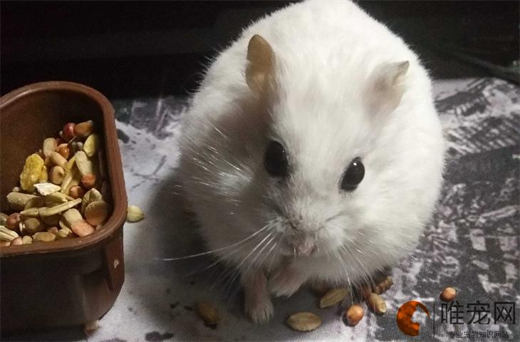 晚上开灯仓鼠会以为是白天吗