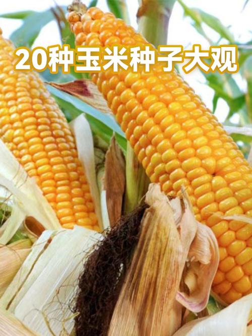 最好玉米种子