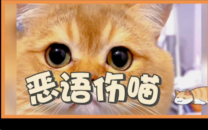 女人说喵星人暗示什么