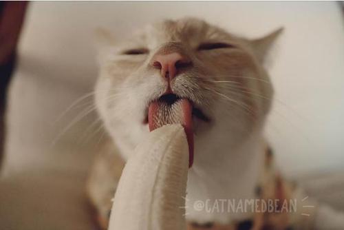 猫狗可以吃香蕉吗