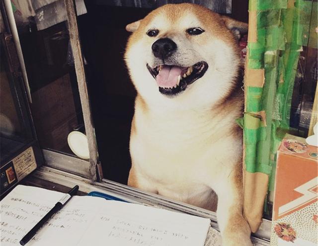开酒猫叫什么