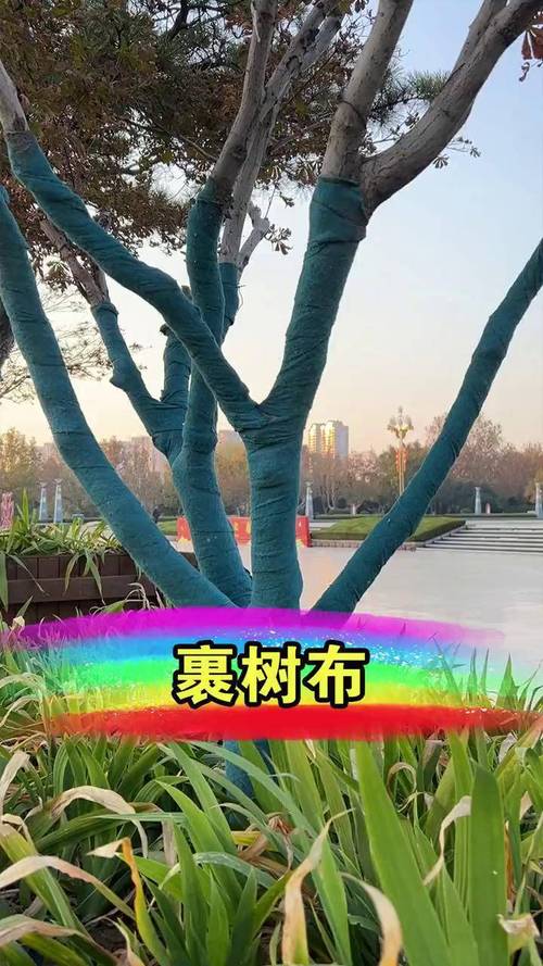 小树围布视频