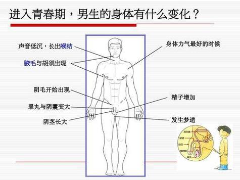 男生青春期检查生殖流程