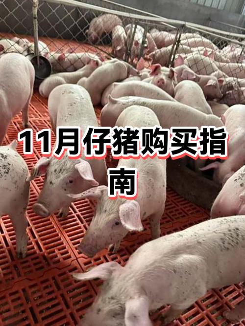 50斤小猪价格表图片