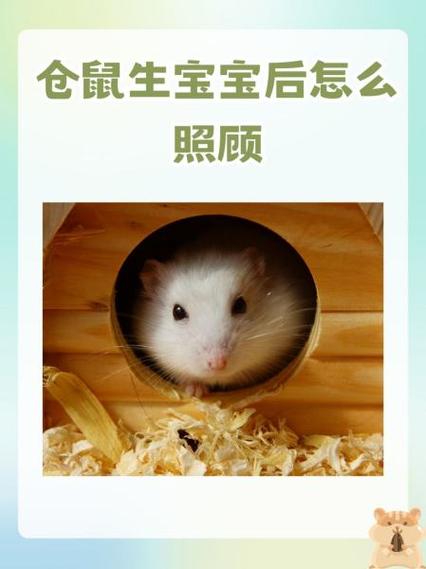 仓鼠爸爸会照顾小鼠吗