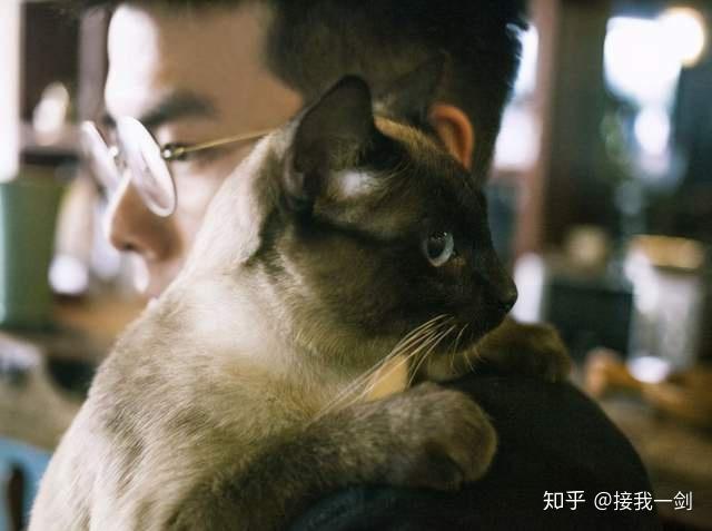 男人喜欢猫是什么性格