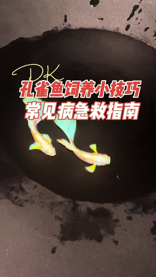 鱼爬缸怎么处理