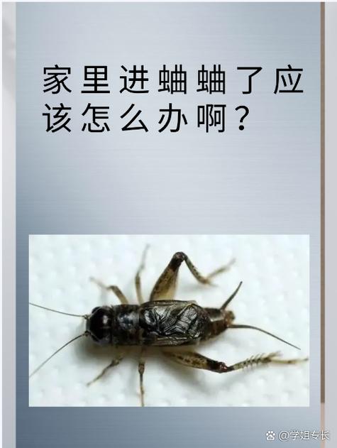 家里进了蛐蛐的寓意