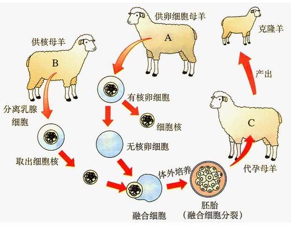 混合克隆体技术