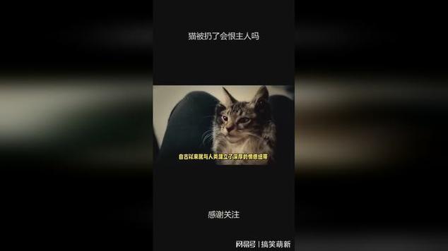 猫丢了听到主人叫会回应吗