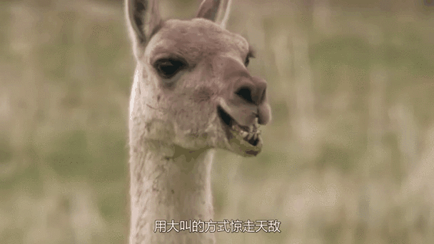 羊驼吐口水臭不臭