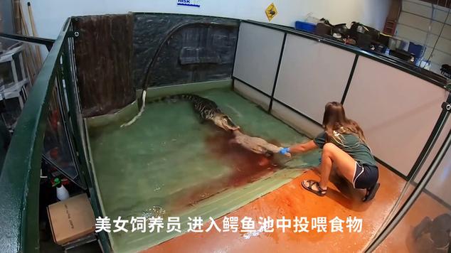 鳄鱼袭击美女