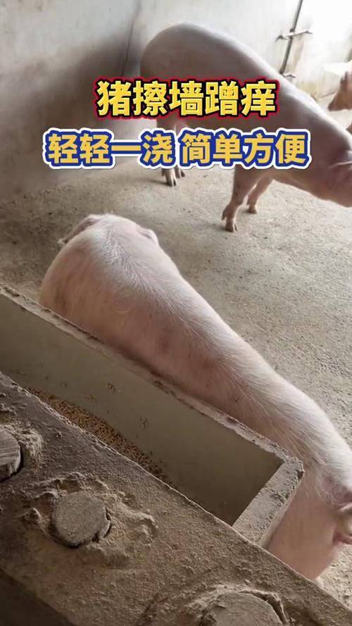 蹭墙是什么意思