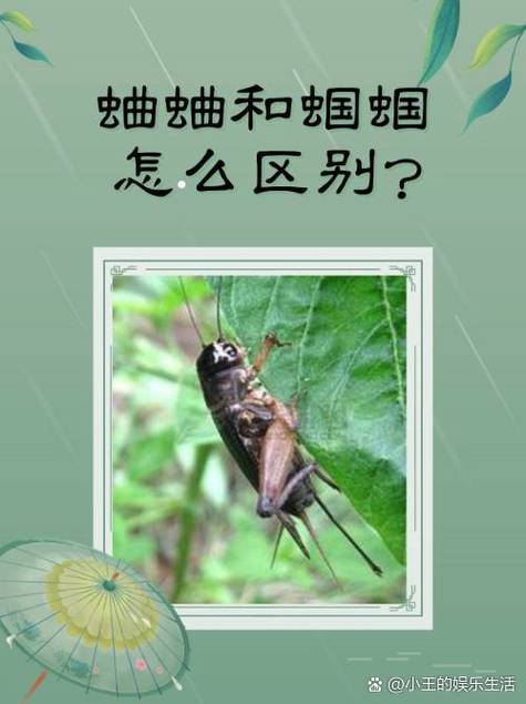 蝈蝈和蛐蛐叫声的区别