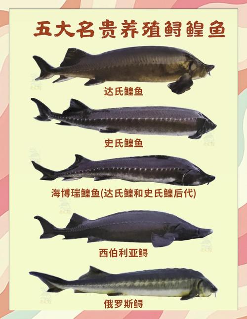 鮸鱼为何被列为癌症鱼