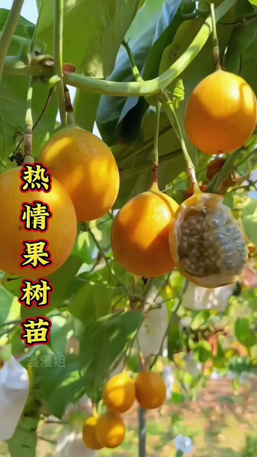 热情果树图片