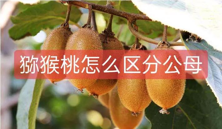 猕猴桃开花不结果的原因