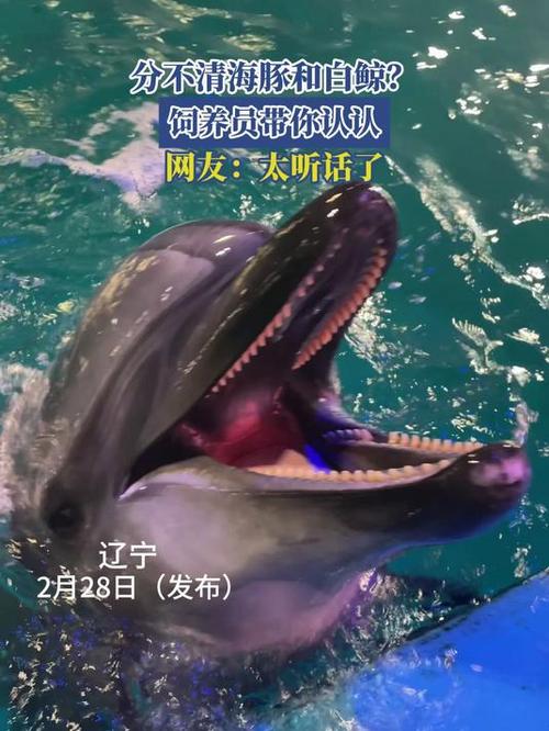海豚和白鲸的区别