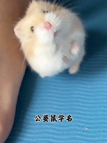 海外版hamster仓鼠