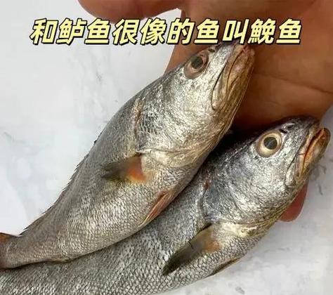 鮸鱼属于什么档次