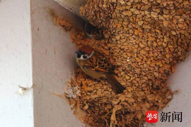 麻雀囤食是什么天气