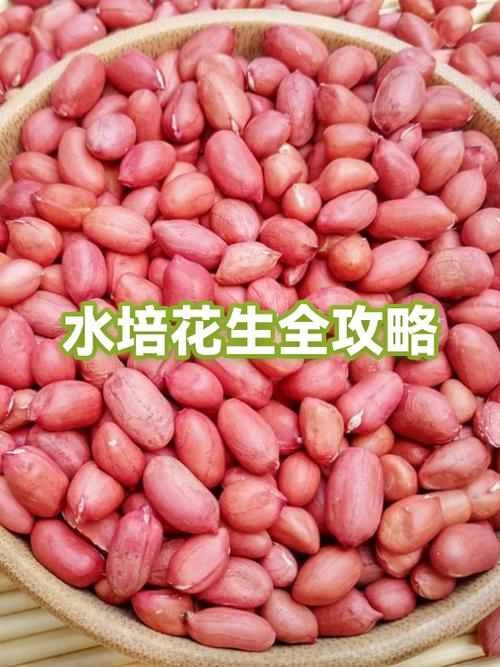花生盒子使用说明书