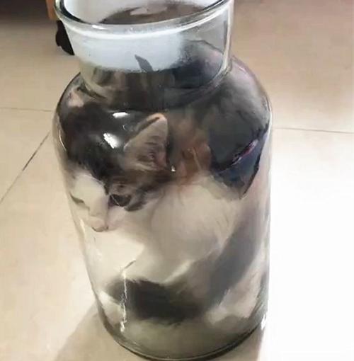 开酒猫真人