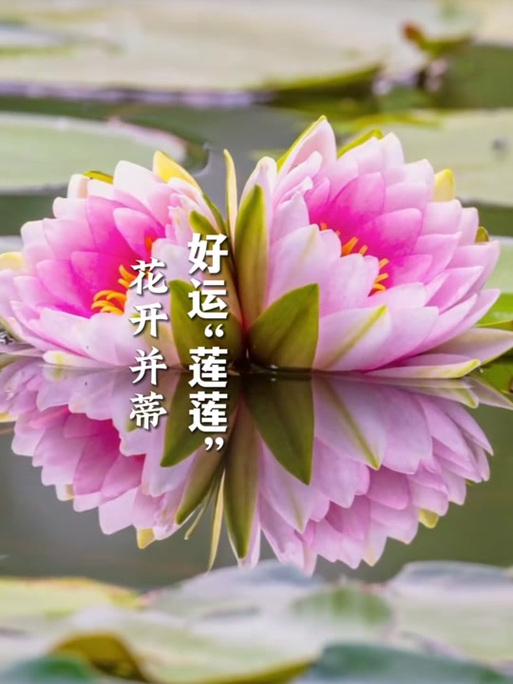 女人发睡莲高情商表达