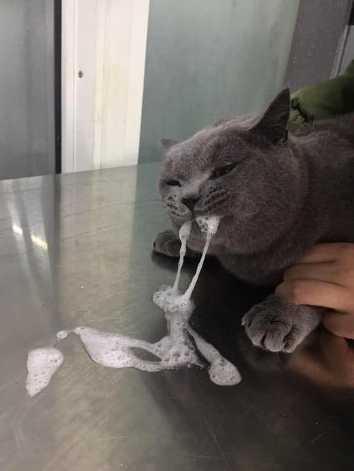 小猫吐白沫