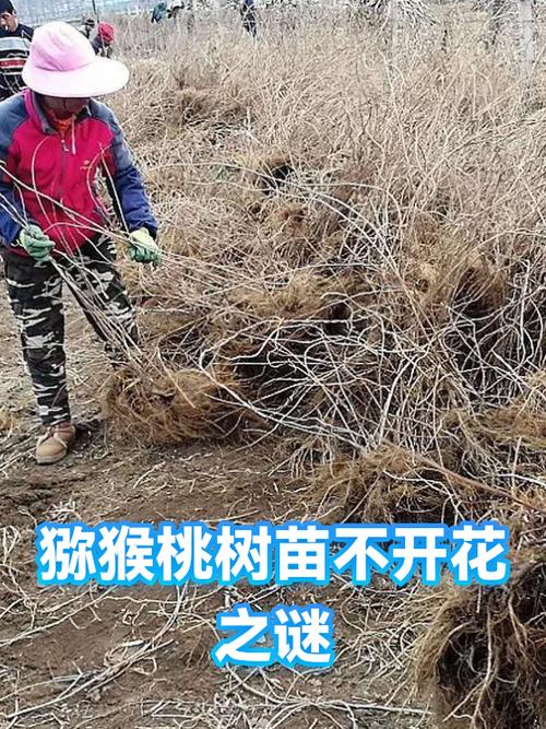 猕猴桃树不开花结果怎么办