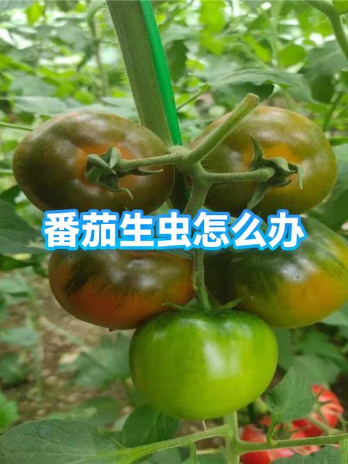 番茄怎么恢复之前的数据