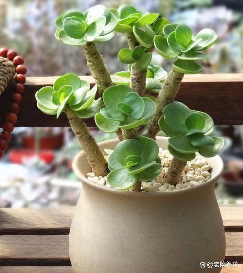 花朵连一连赚钱