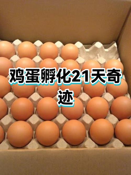 母鸡几月份孵小鸡最好