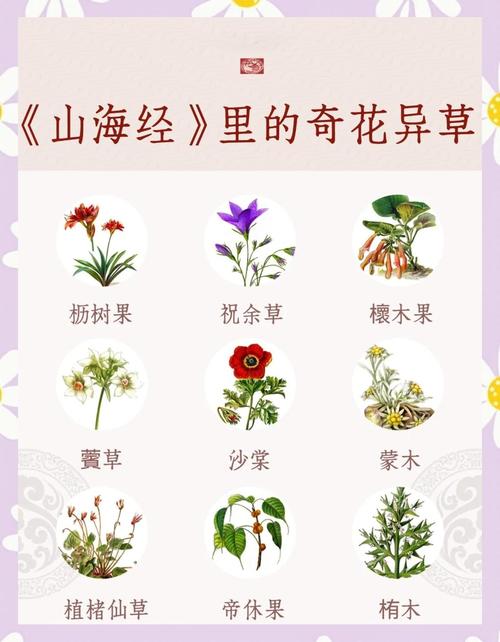 海草的功效与作用