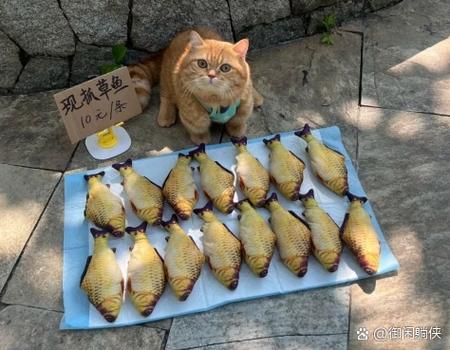 卖猫咪去什么平台好卖