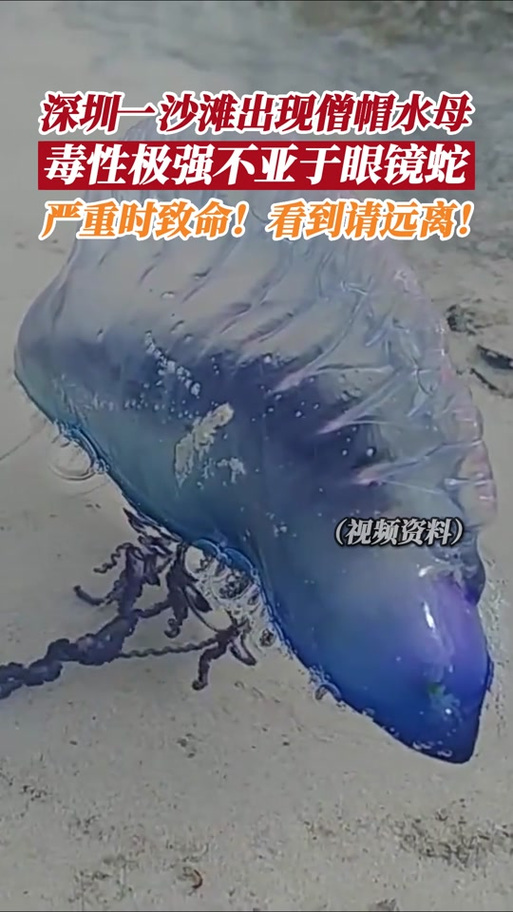 水母伤人图片