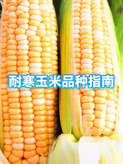 耐寒玉米品种