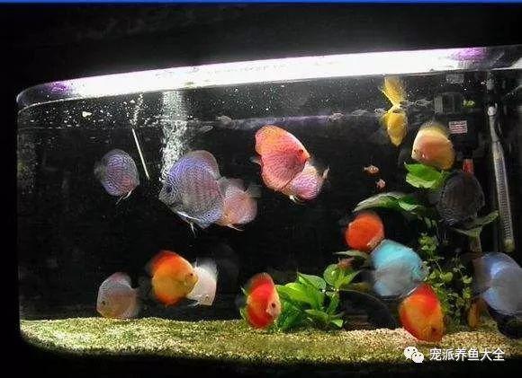 鱼缸需要24小时打氧吗