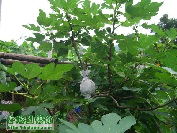 快速获得小树枝