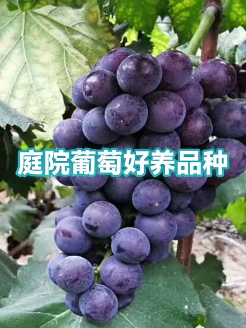 葡萄最好的三个品种
