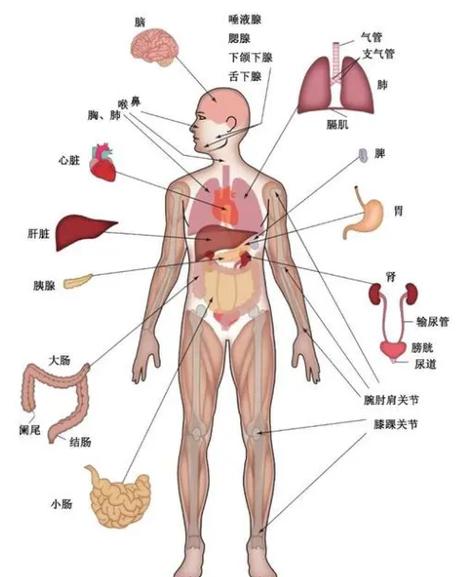 人身体部位图解名称