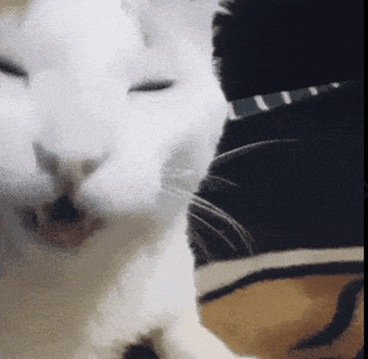 十大网红猫表情包